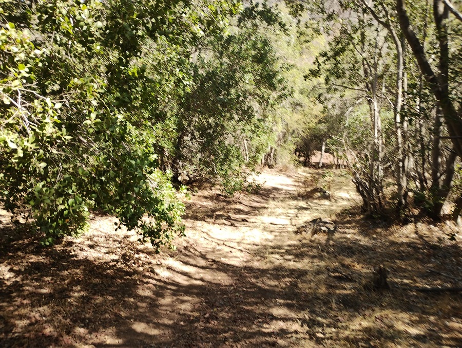 Parcelas desde 20.000 m2 cubiertas de bosque nativo en Aculeo